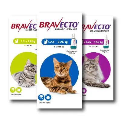 Bravecto Antiparasitario Spot on Gatos (112.5 Mg)